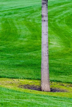 Tree trunk with green grass background. Closeup