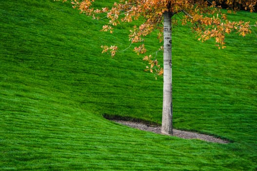 Autumn tree and green grass in the park