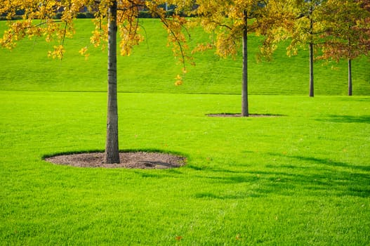 Trees trunk with green grass background. Closeup