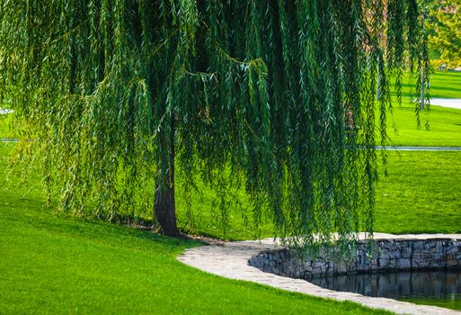 Landscape from a park with willow near the pond