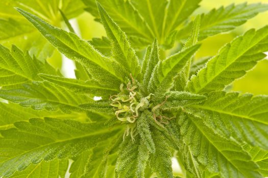 cannabis indica foliage close-up, selective focus