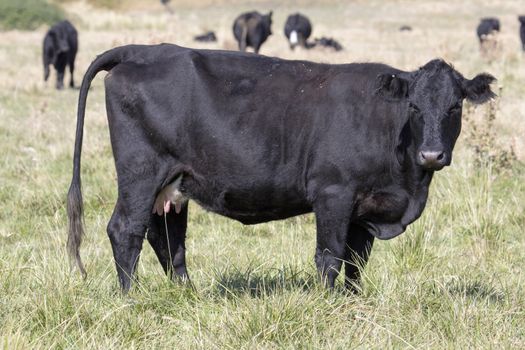 Cow Standing on Green Pasture in Central Oregon Farmland