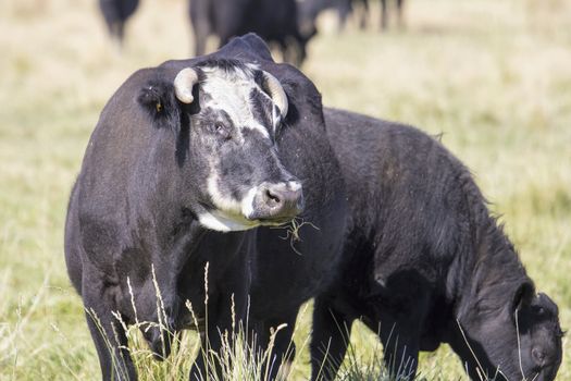 Cows Grazing on Green Pasture in Central Oregon Farmland