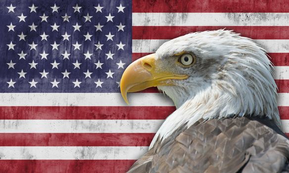 Flag of the United States of America with the bald eagle
