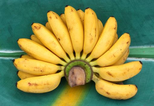 Bunch of Fresh dainty bananas on a banana leaf, wooden tray 
