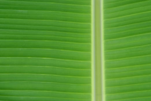 banana palm tree green leaf close-up background 
