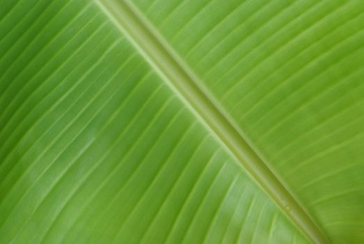 banana palm tree green leaf close-up background 
