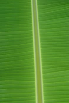 banana palm tree green leaf close-up background 
