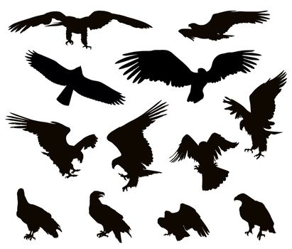 Hunting eagle detailed vector silhouettes set