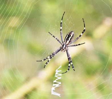 Spider on his web. Close up. Animals theme