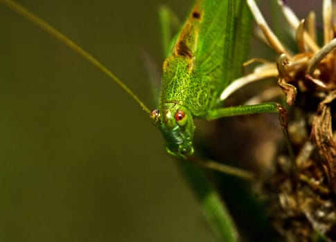 Grasshopper close up on nature background. Animals theme