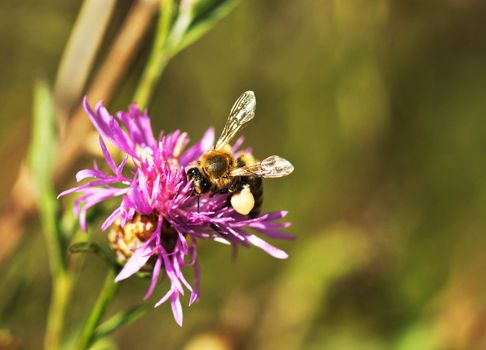 Honey bee with full pollen bags. Close up.