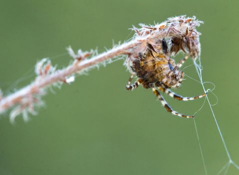 Spider on his web. Close up. Animals theme