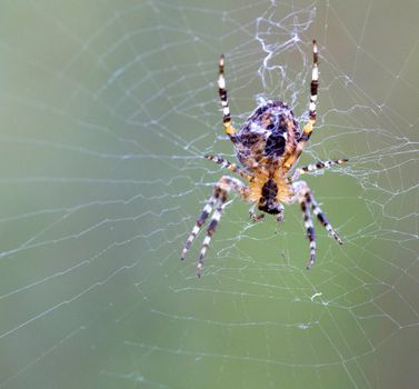 Spider on his web. Close up. Animals theme