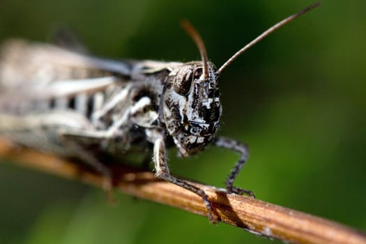 Grasshopper  on nature background. Close up. Animals theme