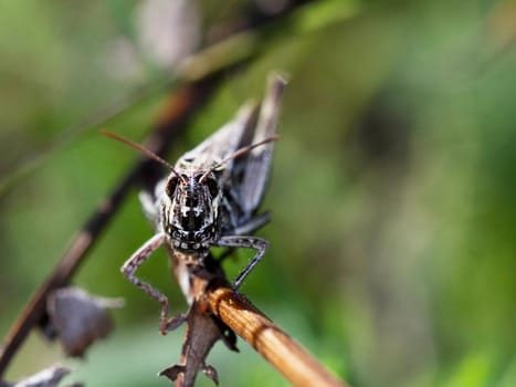 Grasshopper close up on nature background. Animals theme