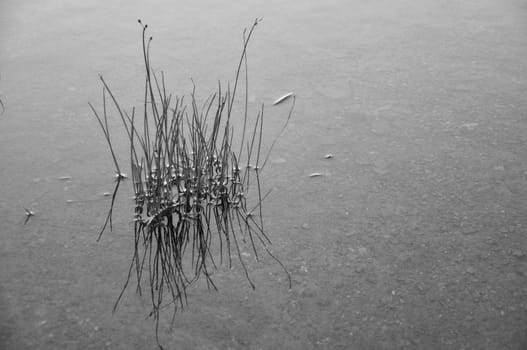 grass plant in water