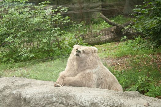 Bear sits beside the stone, adding to its feet Shooting at the Zoo