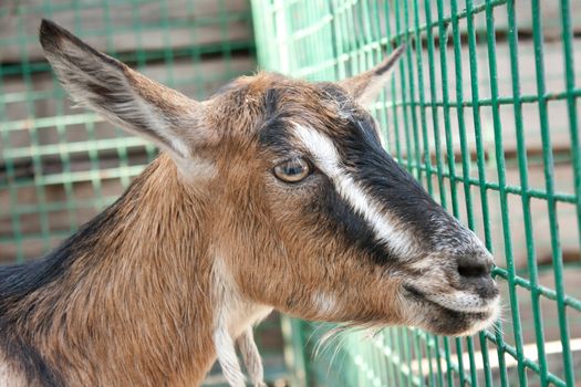 Goat looks sadly through the green lattice Shooting at the Zoo