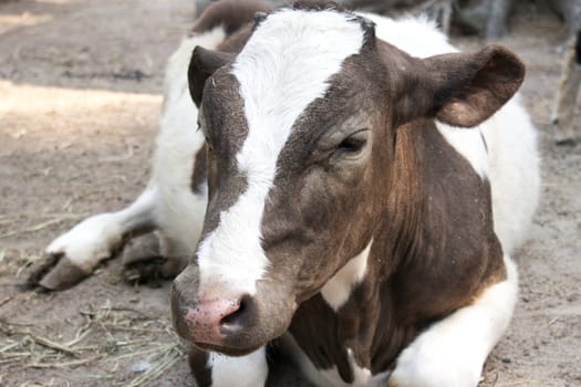 White with brown calf lying on the ground Shooting at the Zoo