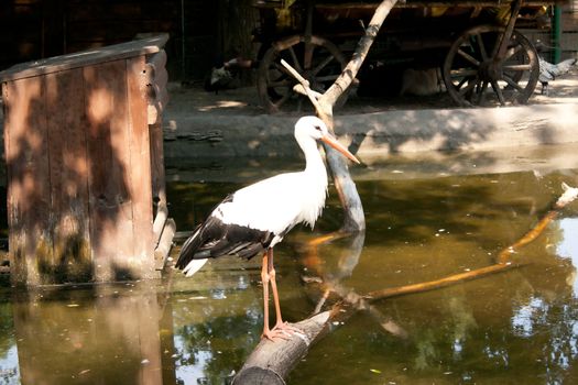 stork standing on the bridge across the lake Shooting at the Zoo