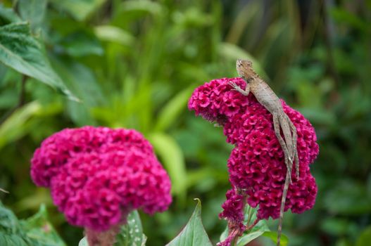 tree lizard on red cockscomb flower