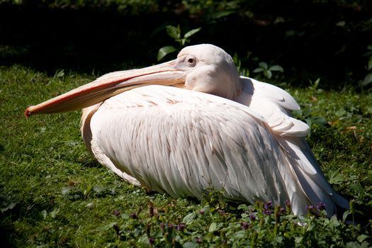 Pelican resting on the grass Shooting at the Zoo