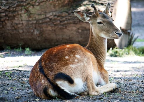 Fawn is resting on the ground at the zoo