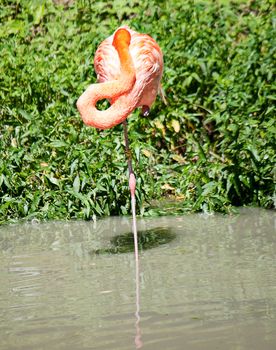 Pink flamingos sleep standing up in a zoo