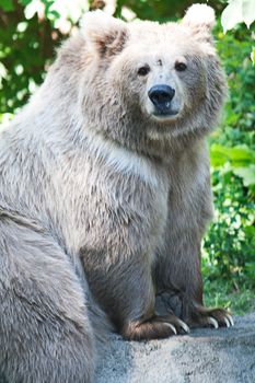 Bear sits quietly at the zoo