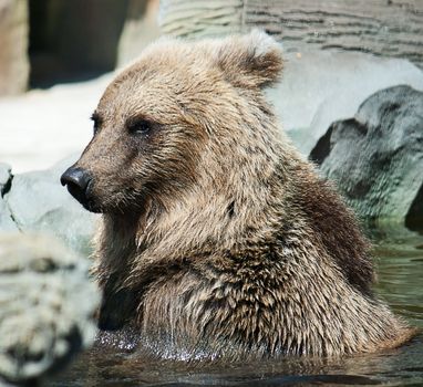 Bear swims in the water at the zoo