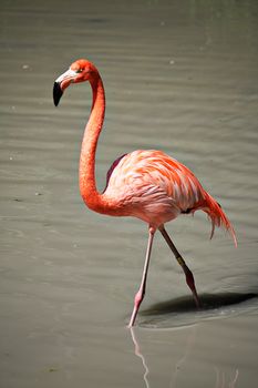 Pink flamingos walking on the water at the zoo