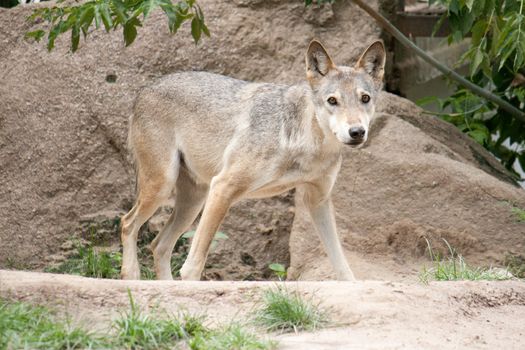 Thin young wolf walks in nature Shooting at the Zoo
