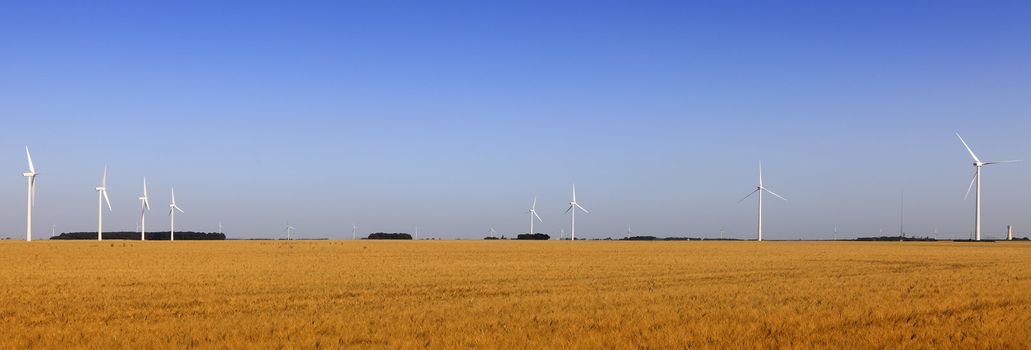 Wind turbines in a weat field.