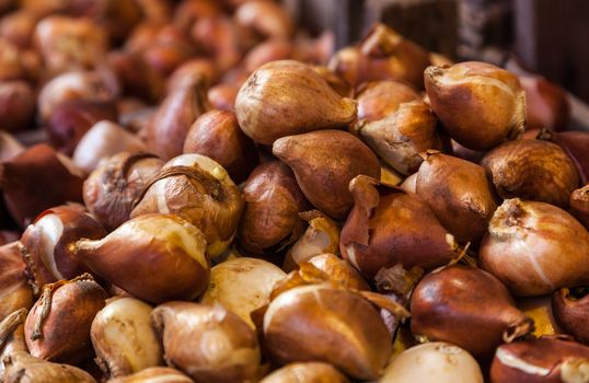 Close-up of a heap of tulip bulbs on a flower market stall.