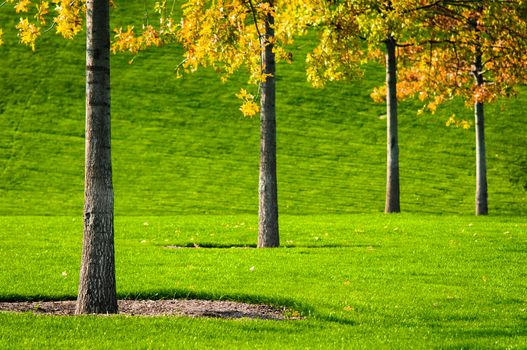 Trees trunk with green grass background. Closeup