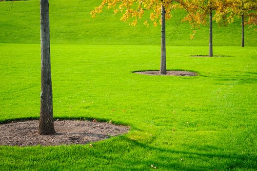 Trees trunk with green grass background. Closeup