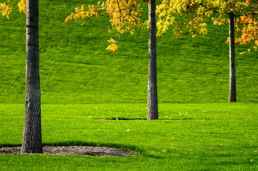 Trees trunk with green grass background. Closeup