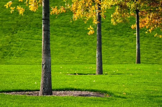 Trees trunk with green grass background. Closeup
