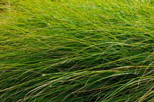 Close-up of many green grass blades as a background