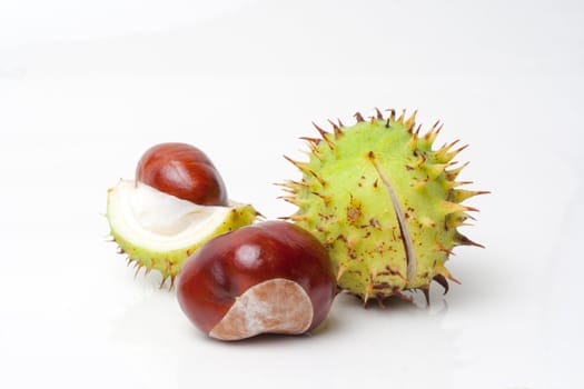 isolated Chestnut on white background