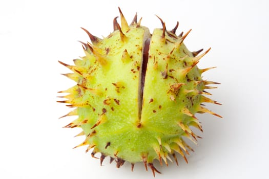 isolated Chestnut on white background