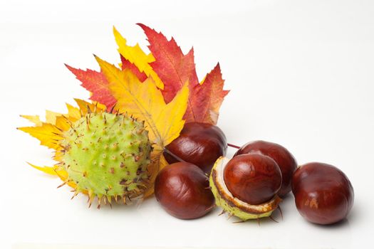 Chestnut with colorful leafs on white background