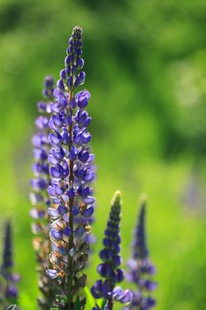 Beautiful high pink lupine on green background