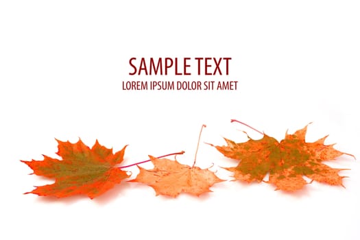 autumn maple leaf on white background and space for text