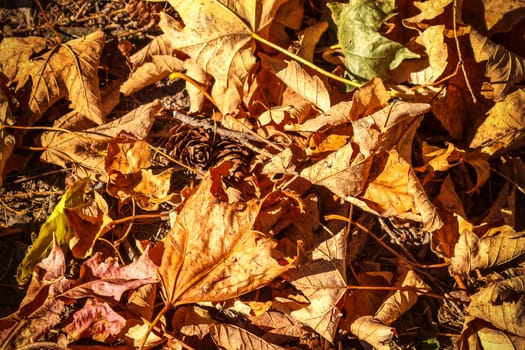 dry autumn leaves on ground for background or backdrop