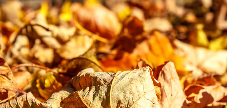 dry autumn leaves background with shallow focus