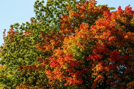 detail of colorful autumn trees in park