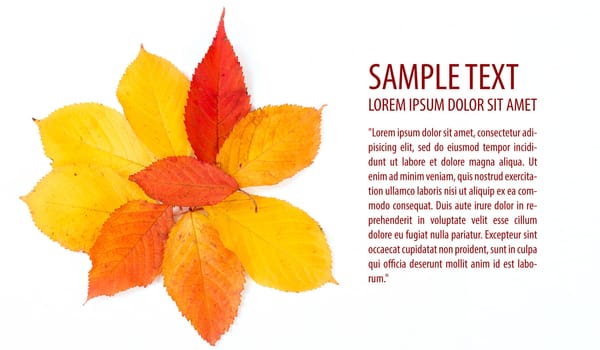 autumn leaf on white background and space for text