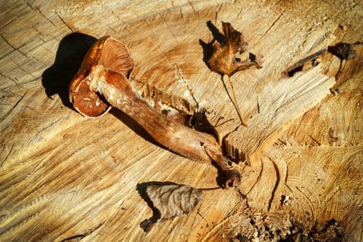 composition of autumn mushroom over wooden background